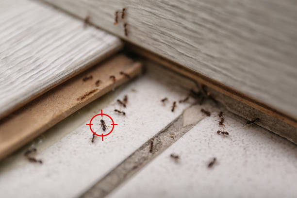 Best Insect Control  in Rehobeth, AL