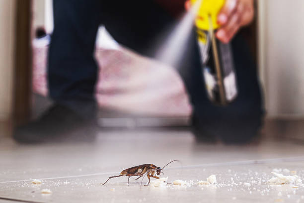 Best Spider Control Near Me  in Rehobeth, AL