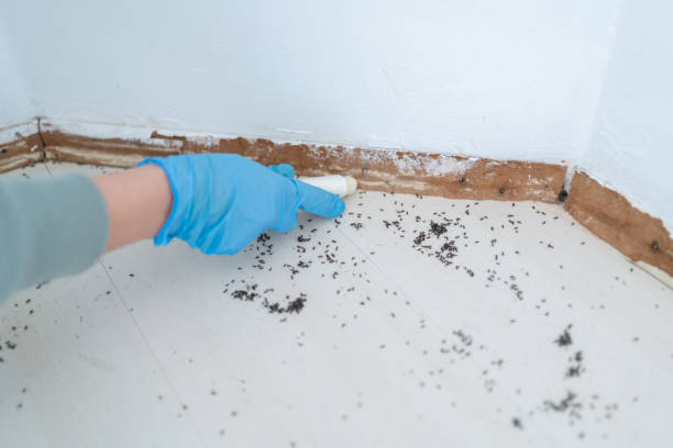Best Flea Control Services  in Rehobeth, AL